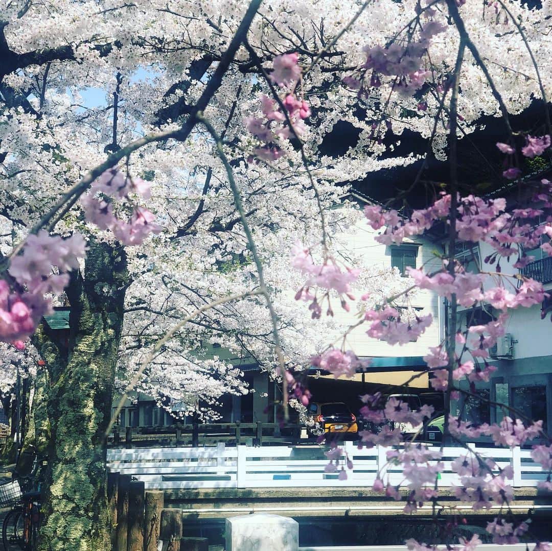 ひうらさとるのインスタグラム：「今日はいいお天気ですねー。私は1時間足らずの散歩やジョギング以外はずっと家に居ります（通常運転）。 新作、まだどっちに転ぶかわからない…。 #cherryblossom  #socialdistance  #stayathome」