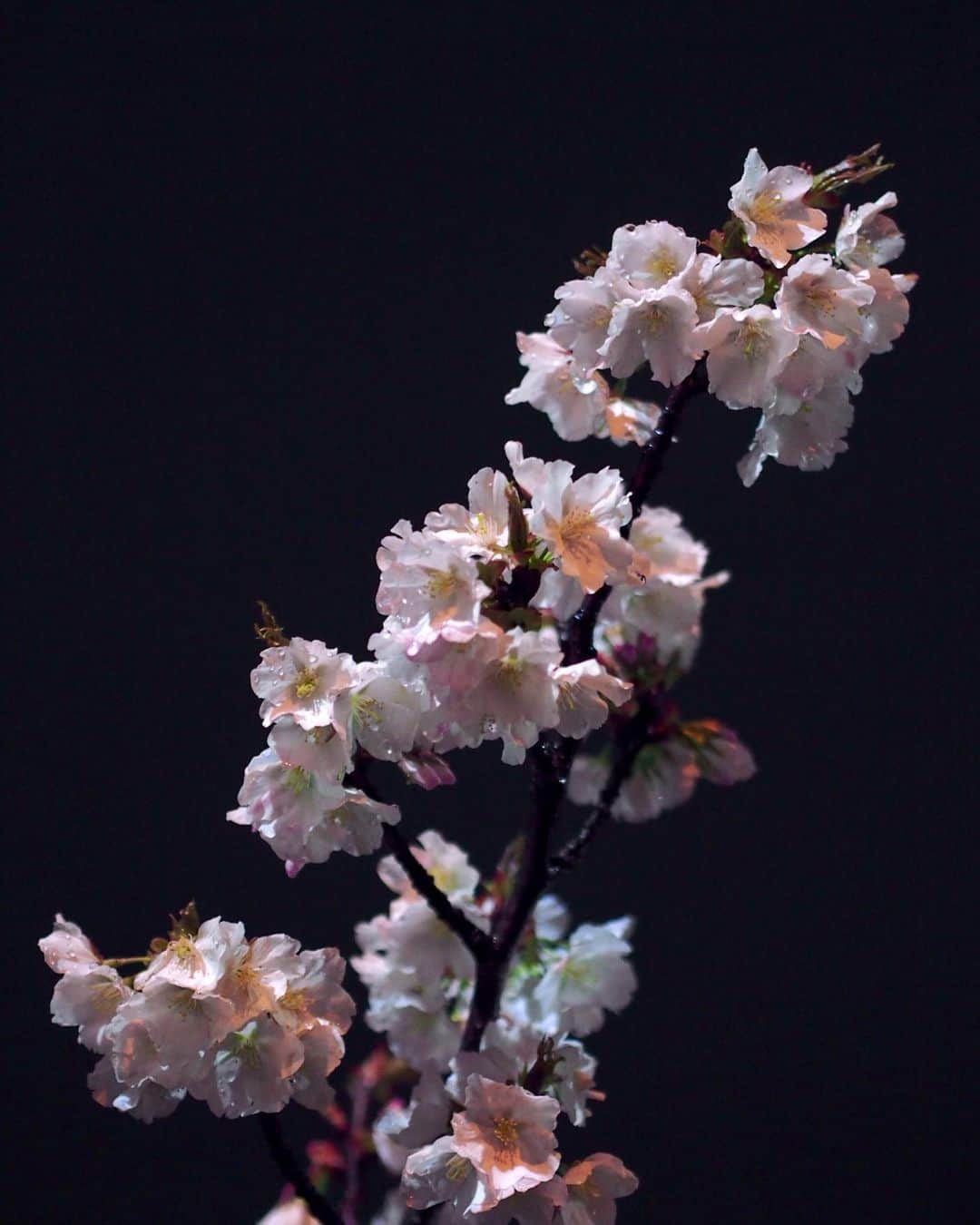 AO のインスタグラム：「🌸 せっかく今年も咲いたけど しょうがないよね せめて写真でお花見 単焦点よいな #桜#夜桜#オリンパス#オリンパスペン#ミラーレス一眼#olympus#olympuspen#sakura#camera#photography#photo_jpn」