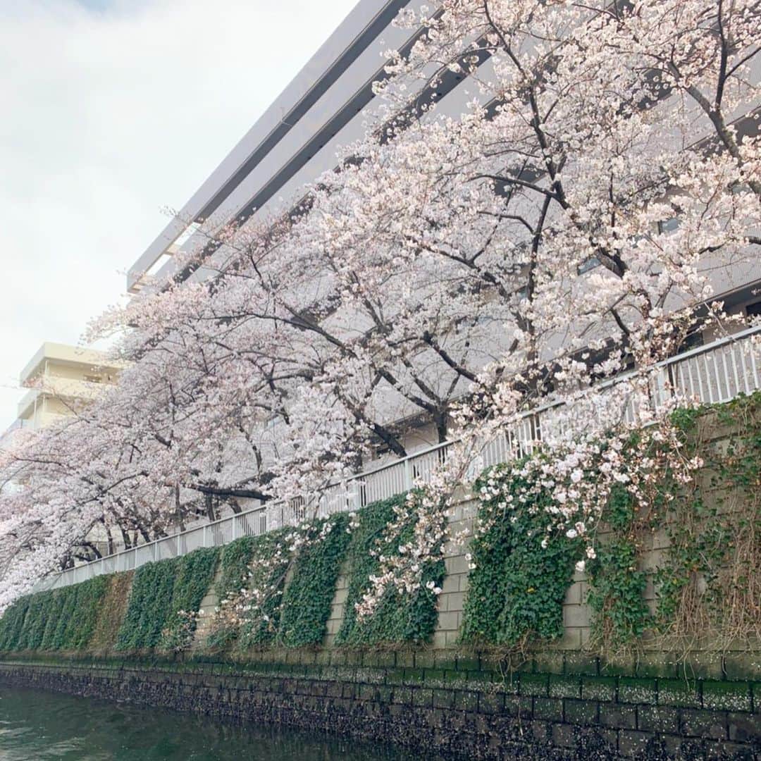 アニバーサリークルーズさんのインスタグラム写真 - (アニバーサリークルーズInstagram)「🌸🛥 目黒川お花見CHANDONクルーズ ． ． 先日ご乗船いただいたお客様のお写真です☺️✨ ． 今はもう散り始めている桜ですが、 このときは7〜8分咲きほど。 ． 仲の良いおふたり、 ご乗船ありがとうございました✨ またお待ちしてます🛥💨 ． ． #目黒川の桜 #🌸 #桜 #お花見chandonクルーズ #お花見chandon  #友だちとの時間  #おうちでお花見 #コロナウイルスが早く終息しますように  #アニバーサリークルーズ #anniversarycruise #貸切クルージング #忘れられない記念日 #特別な時間  #クルージングパーティー #cruise #cruising #貸切クルーズ #クルーズ #クルージング #海が好き #船が好き #tokyo」4月3日 16時41分 - anniversary_cruise