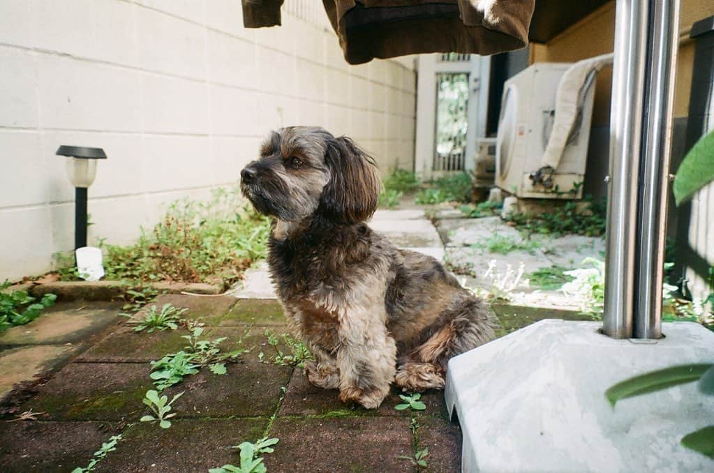 中嶋イッキュウさんのインスタグラム写真 - (中嶋イッキュウInstagram)「散歩以外外出しないので 写真現像したら犬しか写ってなかった。」4月3日 16時40分 - ikkyu193