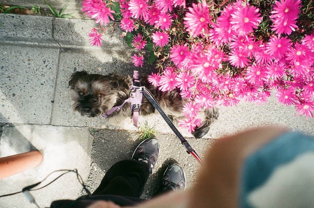 中嶋イッキュウさんのインスタグラム写真 - (中嶋イッキュウInstagram)「散歩以外外出しないので 写真現像したら犬しか写ってなかった。」4月3日 16時40分 - ikkyu193