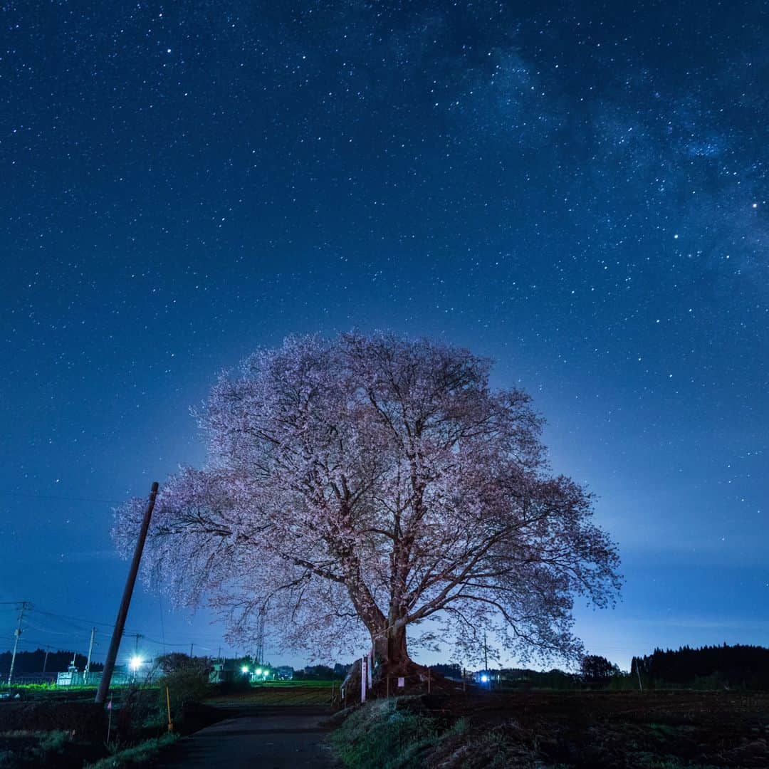 九州電力さんのインスタグラム写真 - (九州電力Instagram)「樹齢は150年、「大坪の一本桜」と呼ばれるヤマザクラ🌸 . 畑のまんなかに一本だけ咲く大きな桜は、高さは15メートルもあり地域のご神木として愛されているのだとか🥺💬 （写真は過去に撮影されたものです。） . 📍大坪の一本桜 . . #九電  #kyuden #九州の灯り #九州ぐらむ #広がり同盟 #九州旅行 #九州 #九州愛 #kyushu #宮崎 #国富町 #国富とme #一本桜 #大坪の一本桜 #桜 #さくら #cherryblossom #sakura #山桜 #ヤマザクラ #夜桜 #はなまっぷ #桜のある風景 #桜満開 #満開の桜 #春の訪れ #春の風景 #天の川 #星景写真 #星景」4月3日 17時00分 - kyuden_official