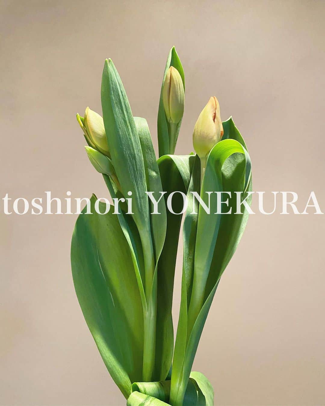 米倉利紀さんのインスタグラム写真 - (米倉利紀Instagram)「flowers of this week: marit #男花 #花のある生活」4月3日 17時13分 - toshi_yonekura