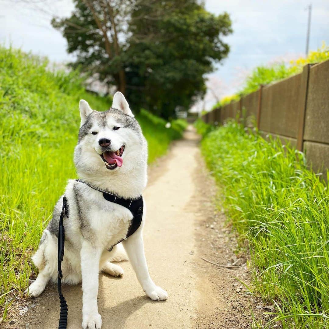 プピプピ文太のインスタグラム：「お散歩楽しいね〜 #siberianhusky #husky #dog #シベリアンハスキー #犬」