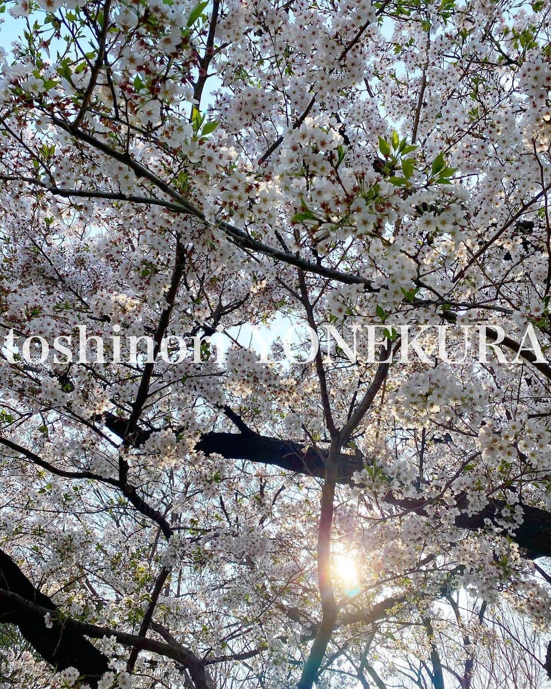 米倉利紀さんのインスタグラム写真 - (米倉利紀Instagram)「flowers of this week: cherry blossom」4月3日 17時13分 - toshi_yonekura