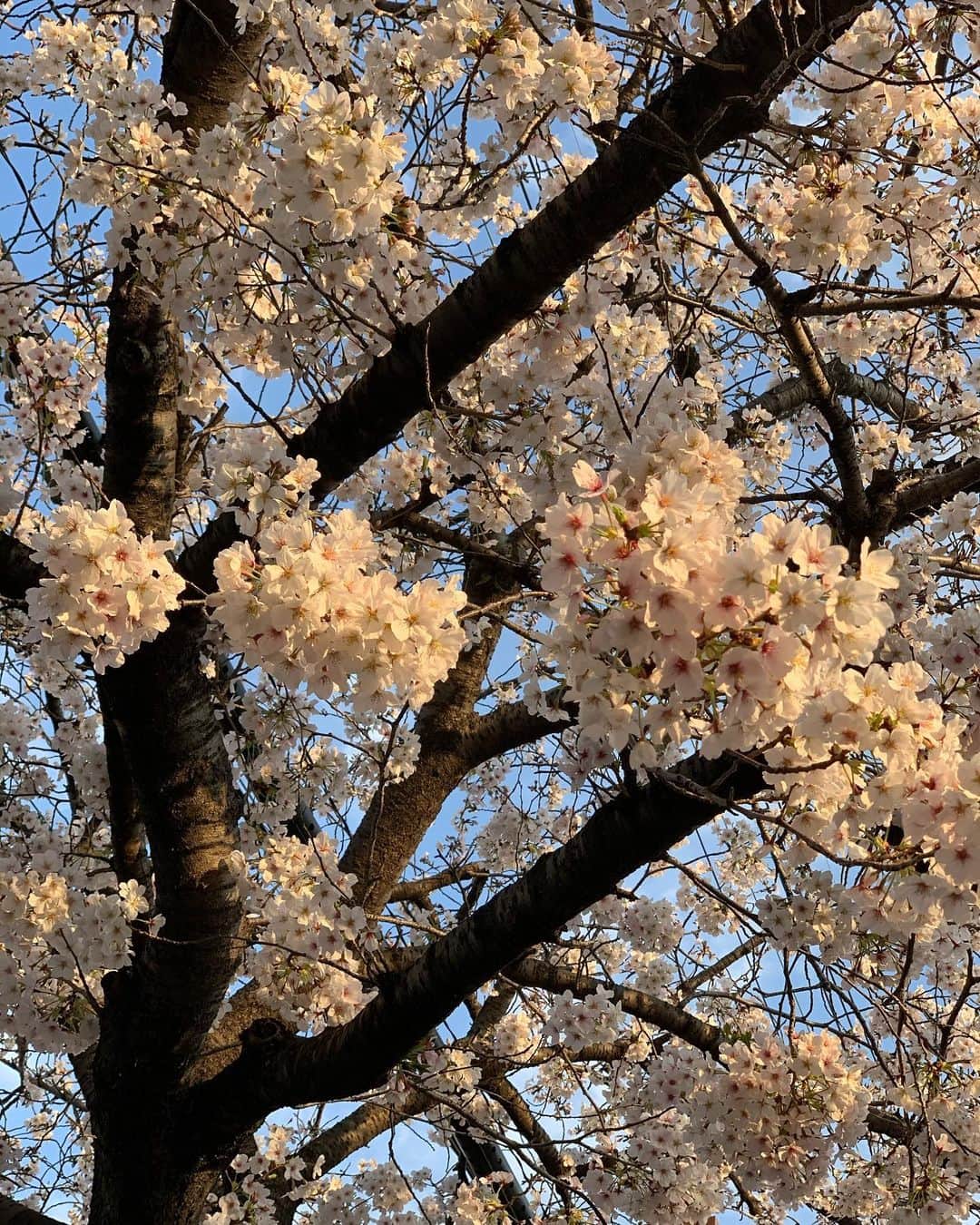 森上亜希子さんのインスタグラム写真 - (森上亜希子Instagram)「近所の桜🌸 お散歩がてら歩きながらお花見。 何だかホッとしました。 桜はコロナに負けずに元気に満開！  来年は家族や大好きなお友達とお花見が出来ると良いな。  #桜 #満開 #綺麗 #歩きお花見 #コロナに負けるな  #頑張ろう #tennis #テニス」4月3日 17時15分 - akiko_morigami