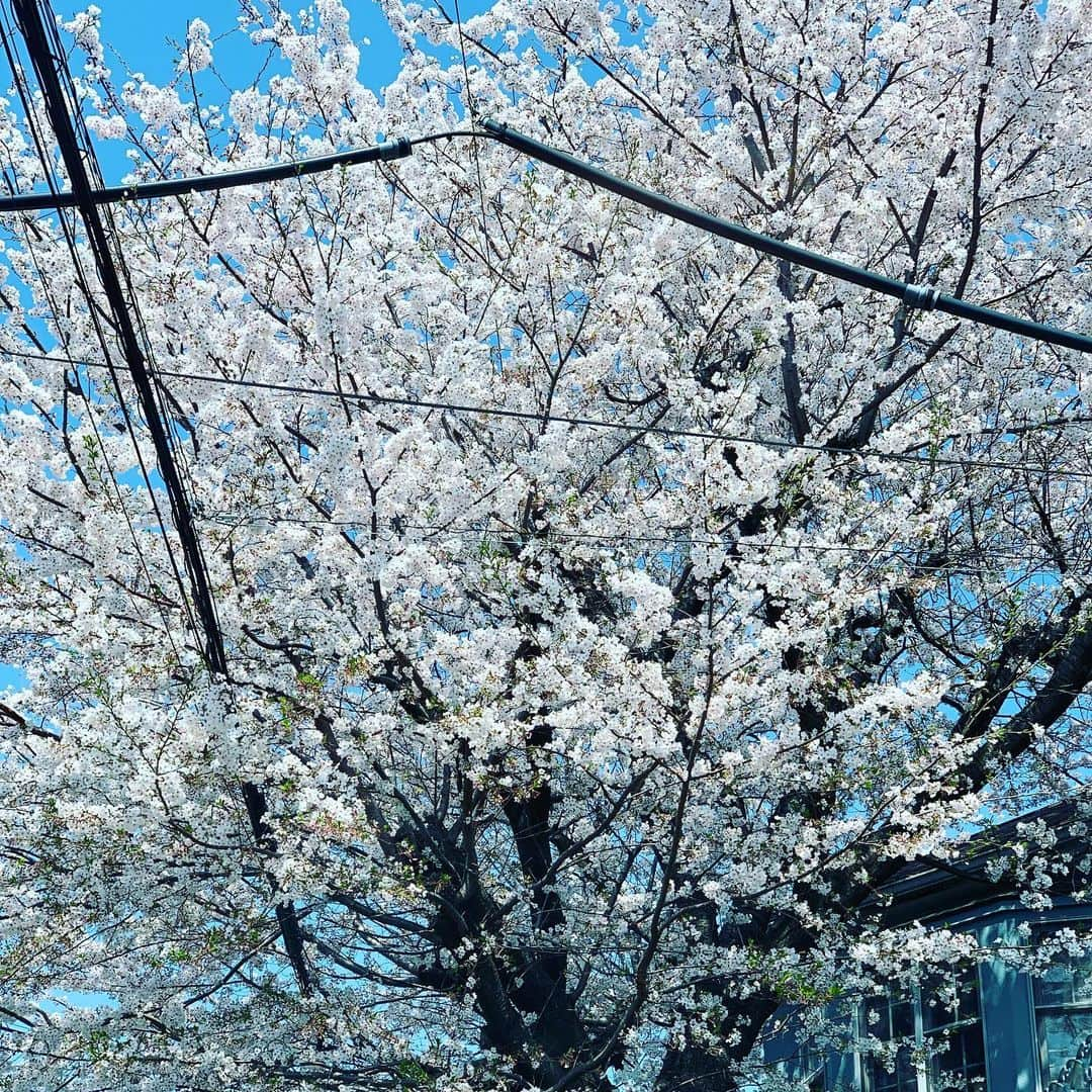 金村義明さんのインスタグラム写真 - (金村義明Instagram)「#桜🌸満開 #クソコロナええ加減にせぇ  #1日も早く終息しますように  #金曜日 #バライロダンディー生放送  #21時生放送スタート」4月3日 17時15分 - yoshiaki_kanemura