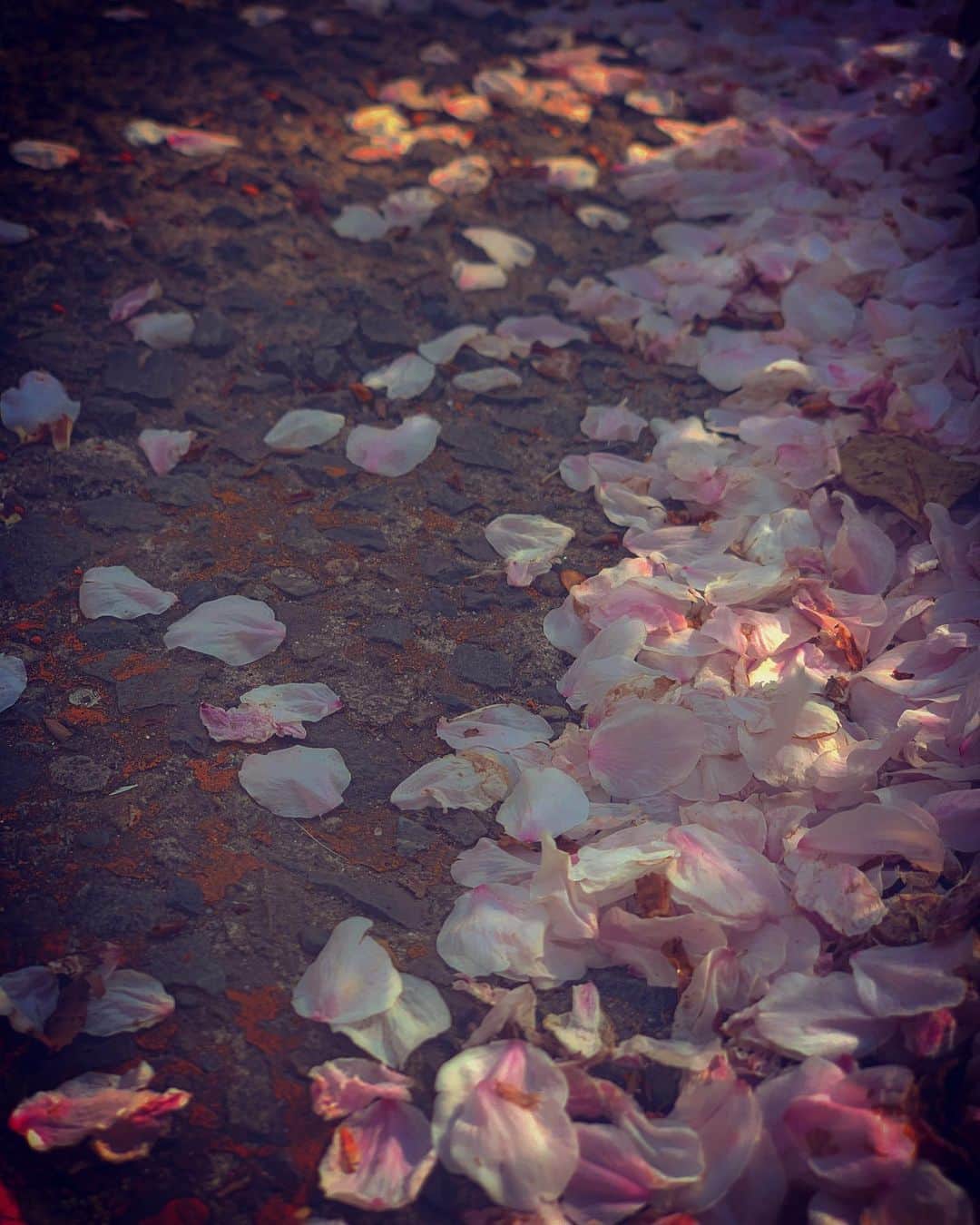 澤田友美さんのインスタグラム写真 - (澤田友美Instagram)「. The cherry blossoms convey strength to everyone 🌸 . . #cherryblossom #petal_perfection」4月3日 17時21分 - tomomi__sawada