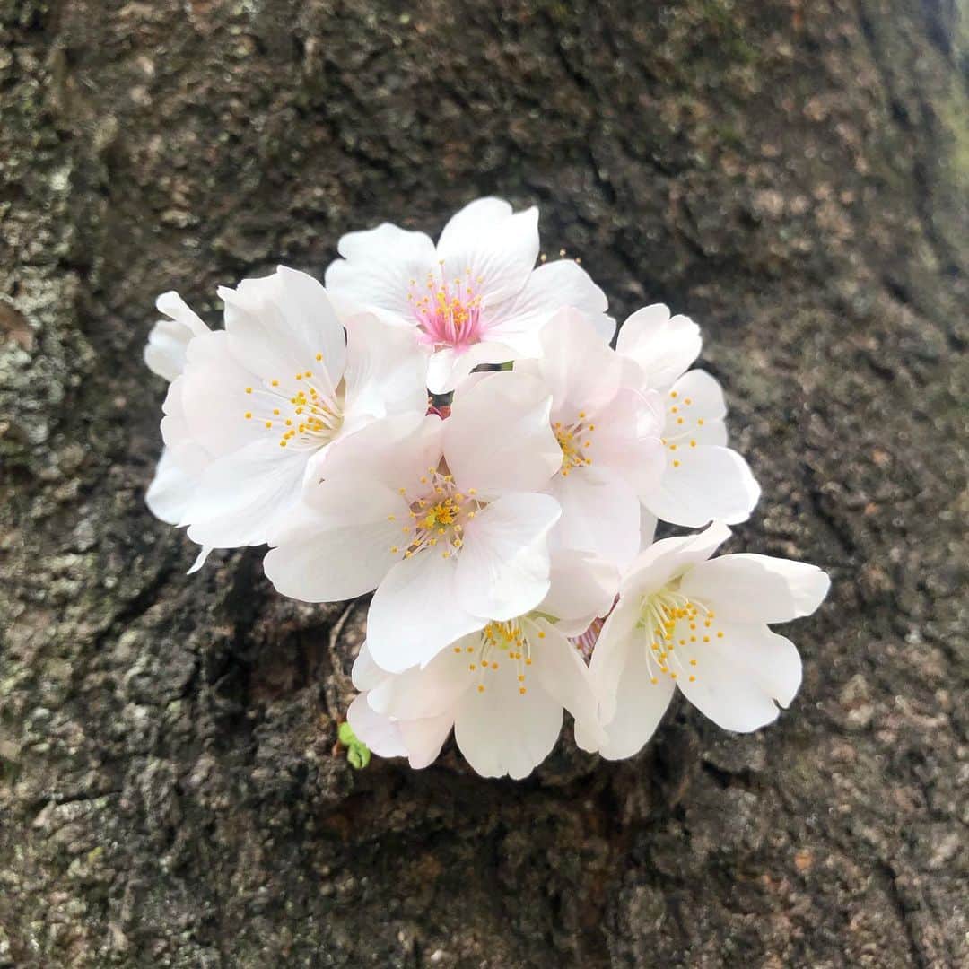 ケリーアンのインスタグラム：「買い出しの途中で…🌸 I wish everyone in quarantine good health, mentally and physically...stay strong. With love...Kelly」