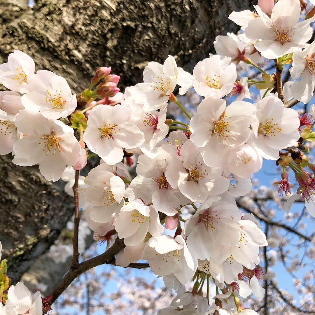 稲川美紅のインスタグラム：「. . お久しぶりです。 一つ前の投稿が一年前だと気付いてとても焦りました(^^;; 2018年2019年の4月3日に桜の写真を投稿しているので今年もと。 .  最近は、長期休みということもあり家で過ごすことが多く、今日は久しぶりに散歩に出掛けました。 .  長期休み中は、 映画を観たりドラマを観たり。🎬 観たかったのに観られなかった作品や新しく出会う作品、また洋画にも手を伸ばしてみたり。 学校が始まってからではゆっくりと映画を観られる時間があまりないのですが、これからは生活の一環として映画を観ることを取り入れたいなと。 .  最近劇場で観たのは、 「弥生、三月-君を愛した30年-」 波瑠さん演じる結城弥生は、自分の正しいと思ったことを貫き通す、強い女性です。 私はこの作品を観た時に、“弥生みたいな人になりたい”と思いました。 きっと、この作品を観た皆さんもそう思うと思います。 何か勇気や強さを貰った気がします。  ネタバレしない程度に良さを伝えられるようになりたいな。 .  また最近はエッセイ本にハマっていて、 キム・スヒョンさんの 「私は私のままで生きることにした」 を読んでいます📚 1ページ1ページに背中を押されます。 自分の価値観や生き方を見直す機会になりました。 好きなページには印をつけ、何度も読み返しています。 .  もう少しで学校が始まります。 この時期に咲く桜を見ると元気を貰えるんですよね。 どうしてこの時期に桜が咲くんだろう。 あ、暖かくなるからですね。（笑） でも、新しい環境に踏み込もうとしている人達の背中を押すように咲くんですよね。  今年も桜の木の下を自転車で走ります🚲  #一年ぶり #桜 #お散歩」