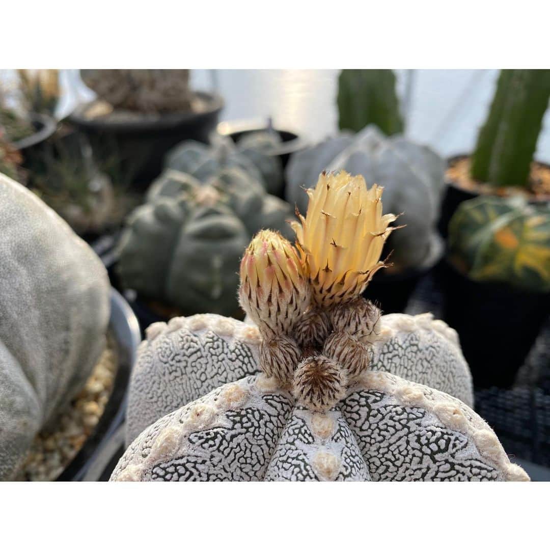のインスタグラム：「✫ 平日にアストロフィツムの開花は見られない、サラリーマンだから🤷‍♂️ . . #恩塚ランポー」