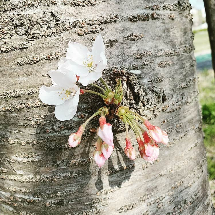 佃井皆美さんのインスタグラム写真 - (佃井皆美Instagram)「Today, I left home after a long time.  I was able to see cherry blossoms again this year in the neighborhood. I was very very happy😊🌸 Thank you sun. ☀️ Thank you nature.☘ #stayhome  #injapan」4月3日 17時35分 - minamitsukui