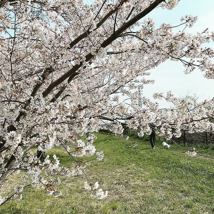 佃井皆美さんのインスタグラム写真 - (佃井皆美Instagram)「Today, I left home after a long time.  I was able to see cherry blossoms again this year in the neighborhood. I was very very happy😊🌸 Thank you sun. ☀️ Thank you nature.☘ #stayhome  #injapan」4月3日 17時35分 - minamitsukui