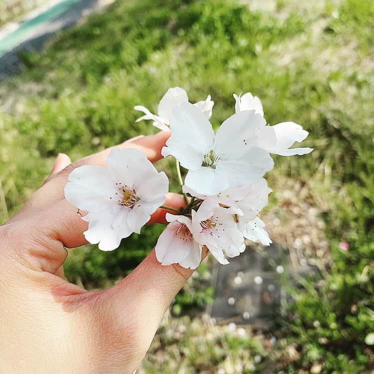 佃井皆美さんのインスタグラム写真 - (佃井皆美Instagram)「Today, I left home after a long time.  I was able to see cherry blossoms again this year in the neighborhood. I was very very happy😊🌸 Thank you sun. ☀️ Thank you nature.☘ #stayhome  #injapan」4月3日 17時35分 - minamitsukui