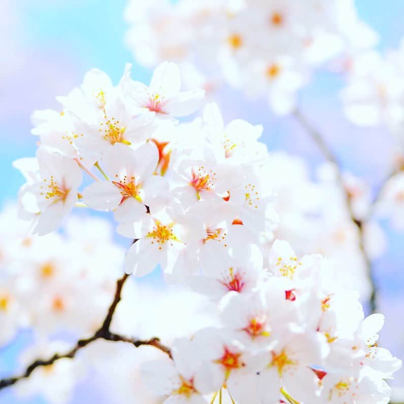 Kajiko Kajikawaのインスタグラム：「バーチャル花見も、なかなか満足度高め。 #お花見　#桜　#stayhome #Staysafe」