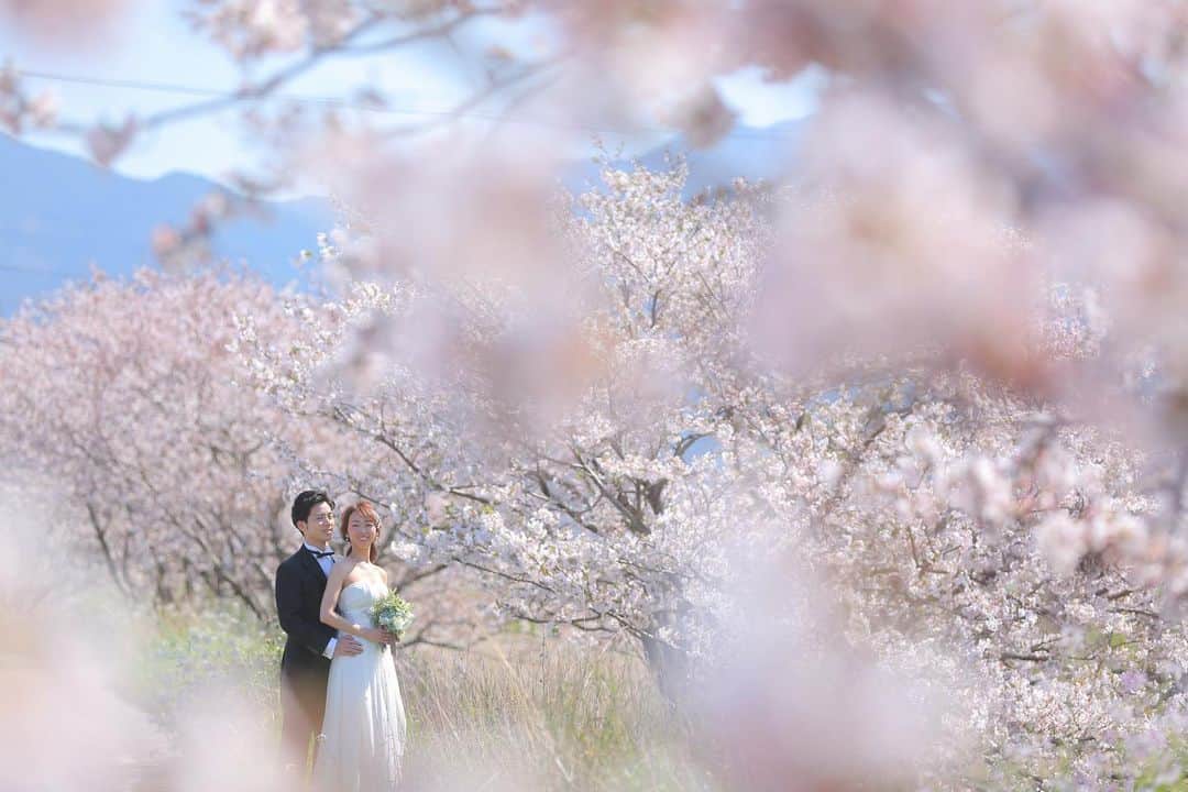 スタジオANさんのインスタグラム写真 - (スタジオANInstagram)「【🌸桜キャンペーン開催🌸】 ------------------------------------ 糸島の桜🌸　ドレスと桜も素敵です！！ Photographer　@keigo_iwayama  Hair make　@yukari.hm_studioan ------------------------------------ ⚠️STUDIO AN NEWS⚠️ お得なキャンペーンやフェアは画像を スワイプ👆🏻してチェックしてくださいね⭐️ ▷▶︎▷桜キャンペーン開催 選べる豪華成約特典ご用意しております👀 5月10日迄の撮影をお申し込みのお客様対象🌸 お電話もしくはwebよりご予約ください☻ ▷▶︎▷新婚カップル応援キャンペーン 新型ウィルスの影響で#結婚式延期 or #結婚式中止 されたお客様にささやかなプレゼントをご用意しました🍀 ▷▶︎▷屋内庭園に“猪目窓”のセットが新登場⚐⚑⚐゛ 可愛さと伝統を大切にしたお気に入りの1枚を 残しませんか？♡ お打ち合わせのご予約はお電話もしくは. Web予約フォームをご利用ください☻ ☎︎092-738-6677 ------------------------------------ @decollte_weddingphoto #d_weddingphoto #weddingphoto #スタジオAN #STUDIOAN #結婚写真 #結婚式準備 #wedding　#bridal #花嫁 #福岡花嫁 #九州花嫁 #洋装前撮り　 #おしゃれさんと繋がりたい #日本中のプレ花嫁さんと繋がりたい #ポートレート  #福岡前撮り #前撮り福岡 #花嫁 #プレ花嫁 #結婚式 #結婚式準備  #全国のプレ花嫁さんと繋がりたい  #前撮り #卒花嫁 #前撮り #後撮り #結婚準備 #ヘアメイク #洋装」4月3日 19時45分 - studio_an