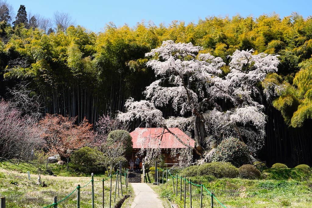 福島県さんのインスタグラム写真 - (福島県Instagram)「雪村桜 室町時代の禅宗の画僧「雪村周継(せっそん・しゅうけい)」が晩年に住んでいたといわれる「雪村庵」にたたずむ桜です。庵後ろにある竹林の緑と梅、そして桜の紅色が美しい風景を醸し出します。庵の裏の竹林には雪村のものとも言われている大きな自然石のお墓があります。※画像は以前のものです。 #郡山市 #雪村庵 #雪村桜 #桜 #福島 #ふくしま #ふくしまからはじめよう #fukushima #traveljapan #futurefromfukushima #japantrip #fukushimatrip #art_of_japan #instagramjapan #japan_of_insta  #insta_fukushima  #special_spot_」4月3日 19時57分 - realize_fukushima