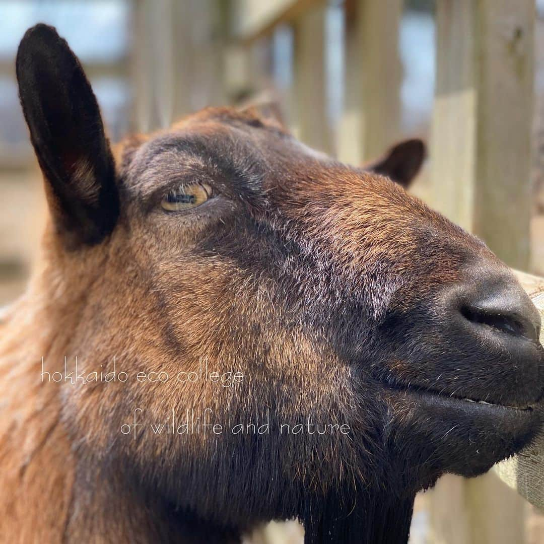 hokkaidoecoさんのインスタグラム写真 - (hokkaidoecoInstagram)「ごごみも元気( ¨̮ )  #北海道エコ #動物 #専門学校 #ヤギ #こごみ #暖かくなりましたね #こごみも元気」4月3日 19時57分 - hokkaidoeco