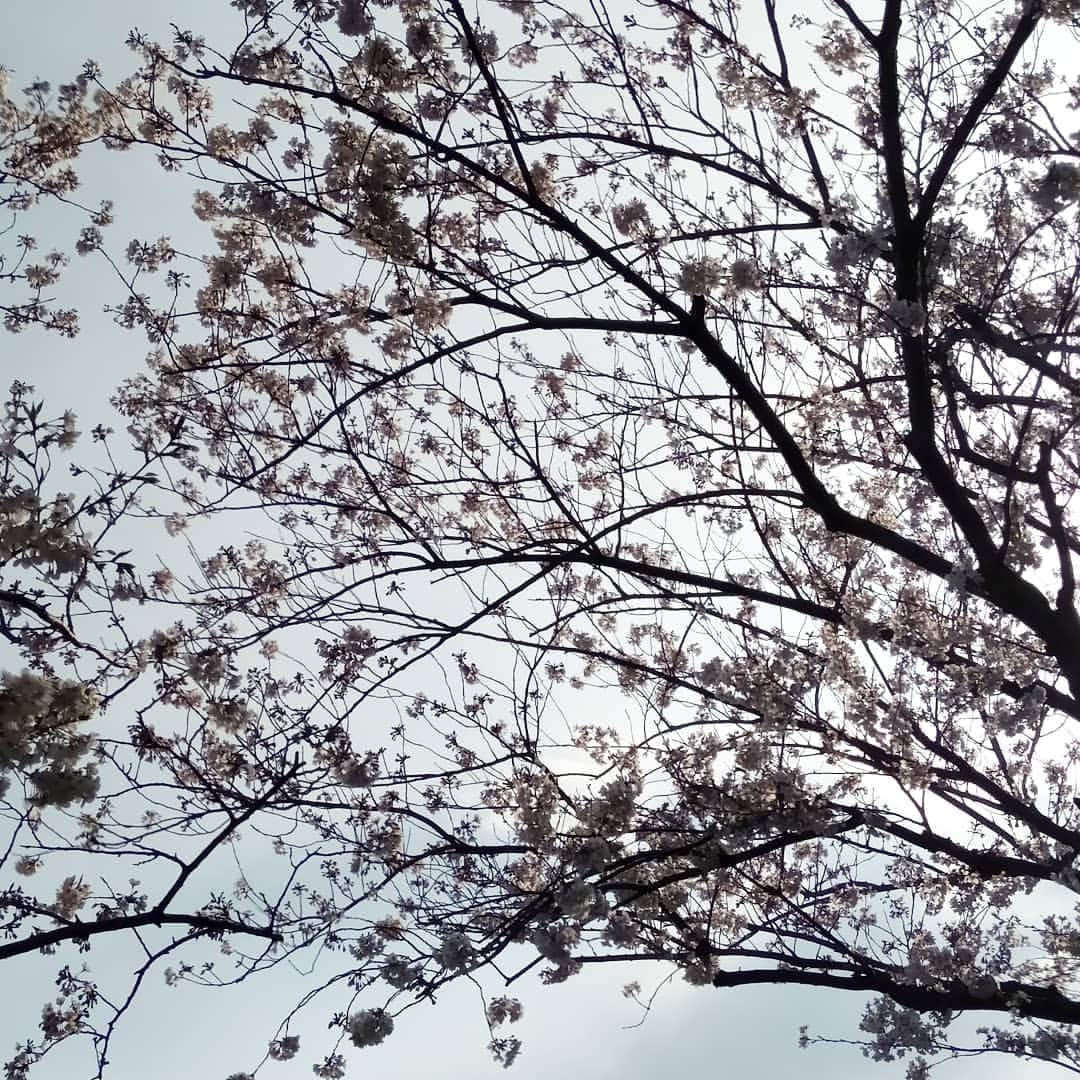 三枝亜紀さんのインスタグラム写真 - (三枝亜紀Instagram)「. . ランニングコースにある桜並木。 . . 近くにこんなに素敵な所があるのに、桜を愛でる余裕がなかった自分。 . . コロナで気が滅入るけど、コロナが落ち着いたらやりたい楽しいことをリストアップして、心を躍らせよっと！ . . (^^♪」4月3日 20時27分 - aki.model.rusie