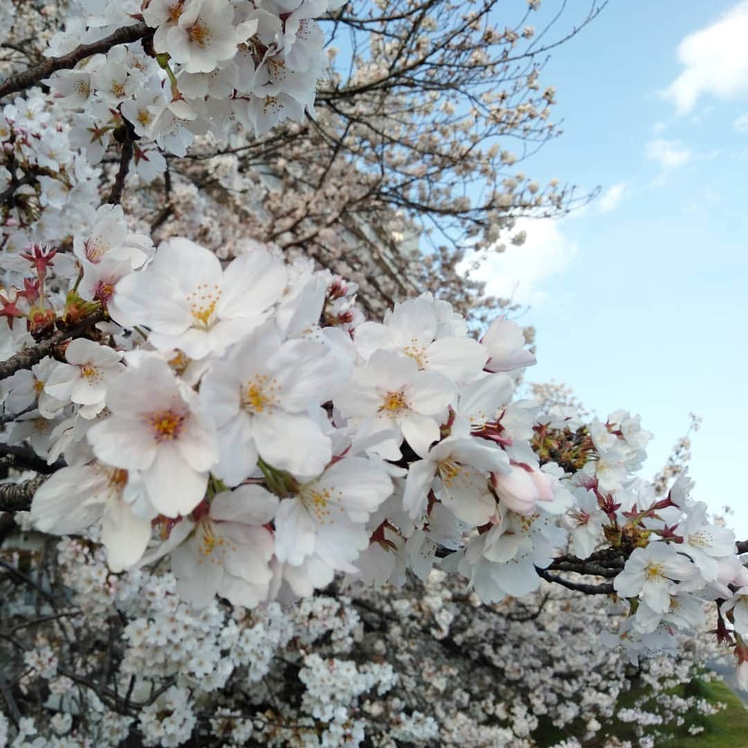 三枝亜紀のインスタグラム：「. . ランニングコースにある桜並木。 . . 近くにこんなに素敵な所があるのに、桜を愛でる余裕がなかった自分。 . . コロナで気が滅入るけど、コロナが落ち着いたらやりたい楽しいことをリストアップして、心を躍らせよっと！ . . (^^♪」