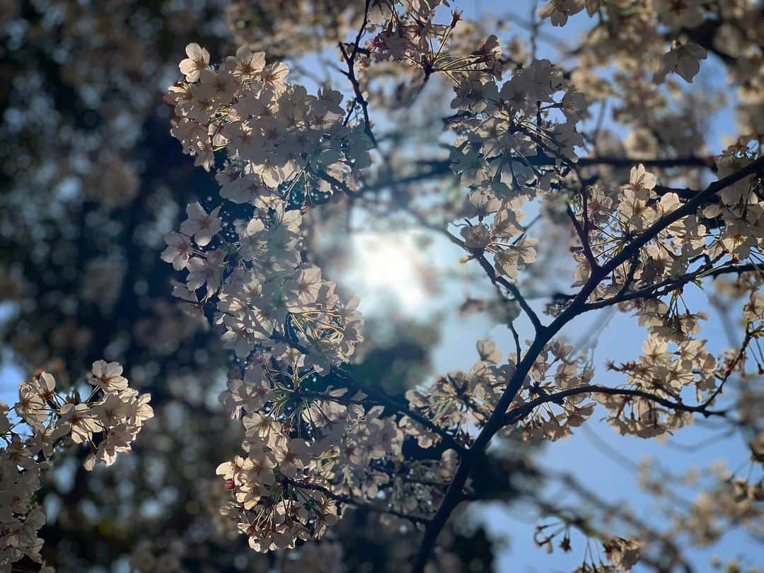 竹井亮介さんのインスタグラム写真 - (竹井亮介Instagram)「2020年4月3日。 近所の桜。 まだ咲いてる。 ほんのひととき、いろいろ忘れさせてくれました。 あ、お花見をしたわけではありません。 #お花 #桜🌸」4月3日 20時41分 - takeiryosuke