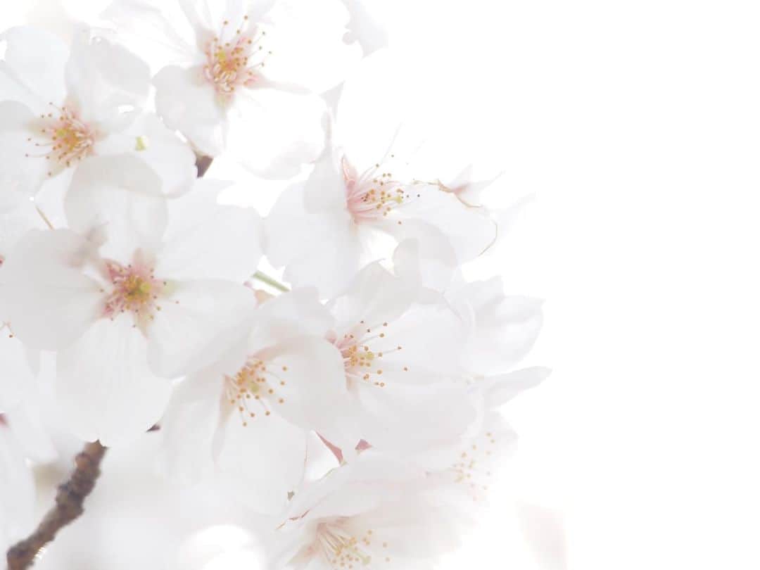 悠木イヴさんのインスタグラム写真 - (悠木イヴInstagram)「今年も桜を撮ってきたよ。🌸.*･ﾟ 自粛中だけど、少しでも癒しになったら嬉しいな。。 どうか、みなさんご無事で過ごせますように。」4月3日 20時58分 - eve_yuki_official