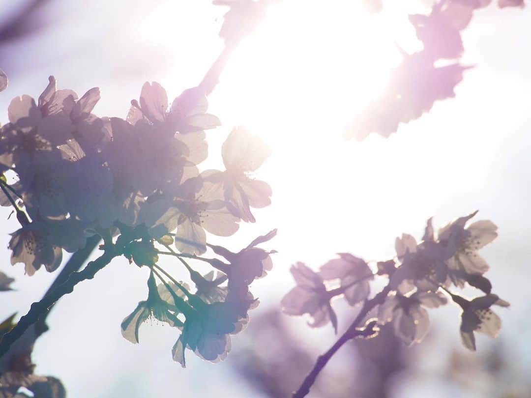 悠木イヴさんのインスタグラム写真 - (悠木イヴInstagram)「今年も桜を撮ってきたよ。🌸.*･ﾟ 自粛中だけど、少しでも癒しになったら嬉しいな。。 どうか、みなさんご無事で過ごせますように。」4月3日 20時58分 - eve_yuki_official