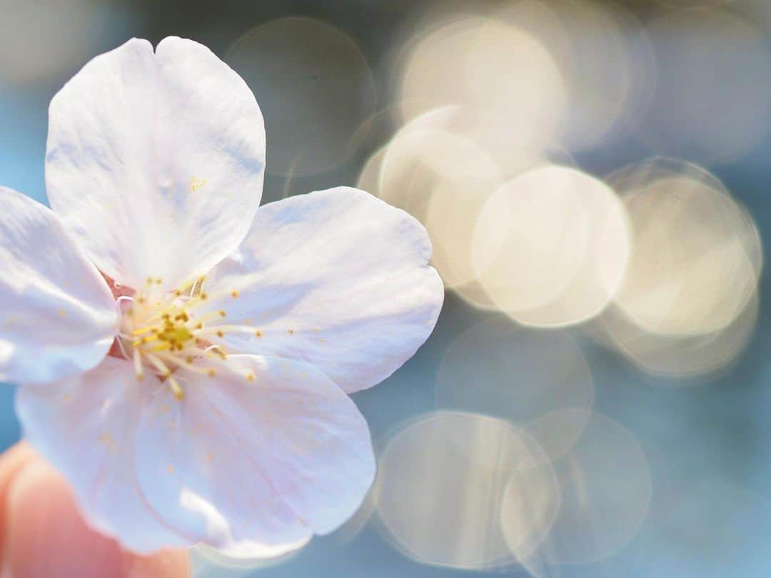 悠木イヴさんのインスタグラム写真 - (悠木イヴInstagram)「今年も桜を撮ってきたよ。🌸.*･ﾟ 自粛中だけど、少しでも癒しになったら嬉しいな。。 どうか、みなさんご無事で過ごせますように。」4月3日 20時58分 - eve_yuki_official