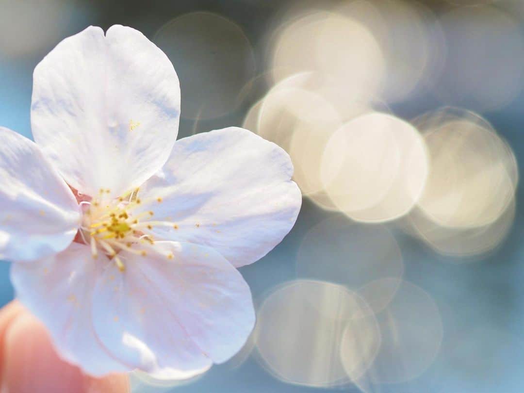 悠木イヴのインスタグラム：「今年も桜を撮ってきたよ。🌸.*･ﾟ 自粛中だけど、少しでも癒しになったら嬉しいな。。 どうか、みなさんご無事で過ごせますように。」