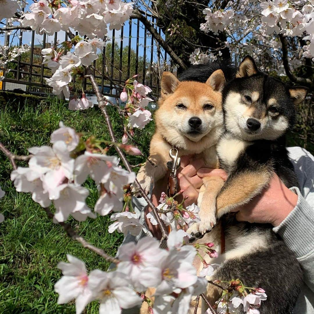 豆柴なつ&ふゆさんのインスタグラム写真 - (豆柴なつ&ふゆInstagram)「Sakura with Natsu&Fuyu🌸😊💓 桜となつふゆ🌸😊💓 #日本 #japan #mofmo #シバフル #柴桜選手権 #柴犬#shiba #shibainu #shibastagram #shibamania #豆柴#癒し  #仲良し #pecoいぬ部#doglove #犬 #dogstagram #春#かわいい#instashiba #🐕📷 #ふわもこ部#love#cherryblossom  #犬#instacute #柴#proudshibas #cutepets #わんこ#桜」4月3日 21時02分 - mameshiba.natsuinu56