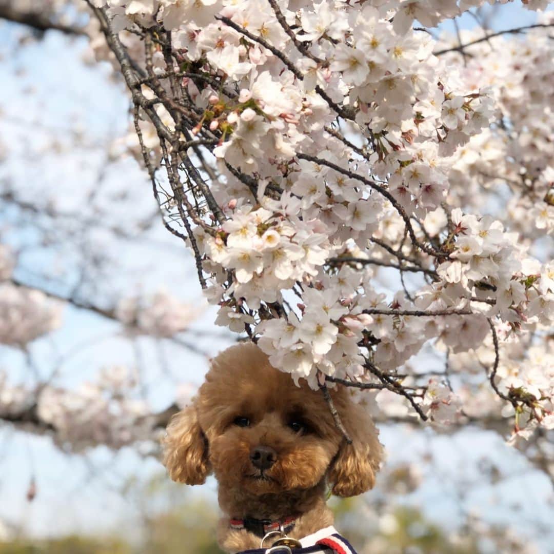 keikobun34さんのインスタグラム写真 - (keikobun34Instagram)「・ 2020.4.3 🌸🌸🌸 ・ #桜#さくら#サクラ#🌸 #お散歩#おうち時間  #もふもふ#モフモフのお友達 #トイプードル#toypoodle #プードル#poodle#犬#dog#kaumo_pet#dogstagram#poodle_feature #instadog#toypoodlegram#welovetoypoodle #picsofdogmodels#poodlesofinstagram #poodles #poodlelove#dogsofinstagram #doglover  #dogoftheday」4月3日 21時08分 - keikobun34