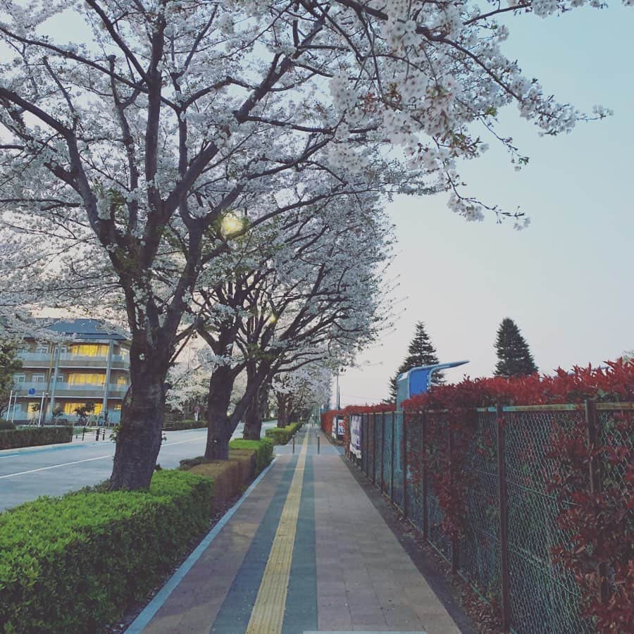 石川直宏さんのインスタグラム写真 - (石川直宏Instagram)「昨日のインスタライブ観ていただいた方ありがとうございました✨ 用事があって調布事務所へ。帰りに味スタと桜を観たくなって。せっかくだからみんなと共有したいなと🏟🌸 . 近いようで遠いな。 でも変わらずに待ち続けてるよ。 . ユーロスポーツにも寄りました♪ リニューアルした雰囲気を早くみんなにも感じてもらいたいな。 . #味スタ と #桜 #ユーロスポーツ #ナオさんぽ #fctokyo #FC東京 #tokyo #youllneverwalkalone  #YNWA」4月3日 21時16分 - sgss.18