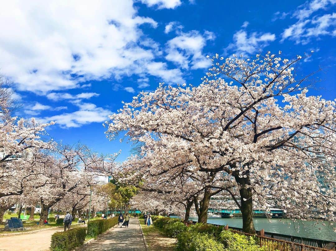 内田絢子さんのインスタグラム写真 - (内田絢子Instagram)「オンエアからの帰り道、途中にある春の景色。 大川の桜。気づいたら、満開になってました。  桜の優しいピンク、ホッと心が和らぐね♡」4月3日 21時29分 - uccijun