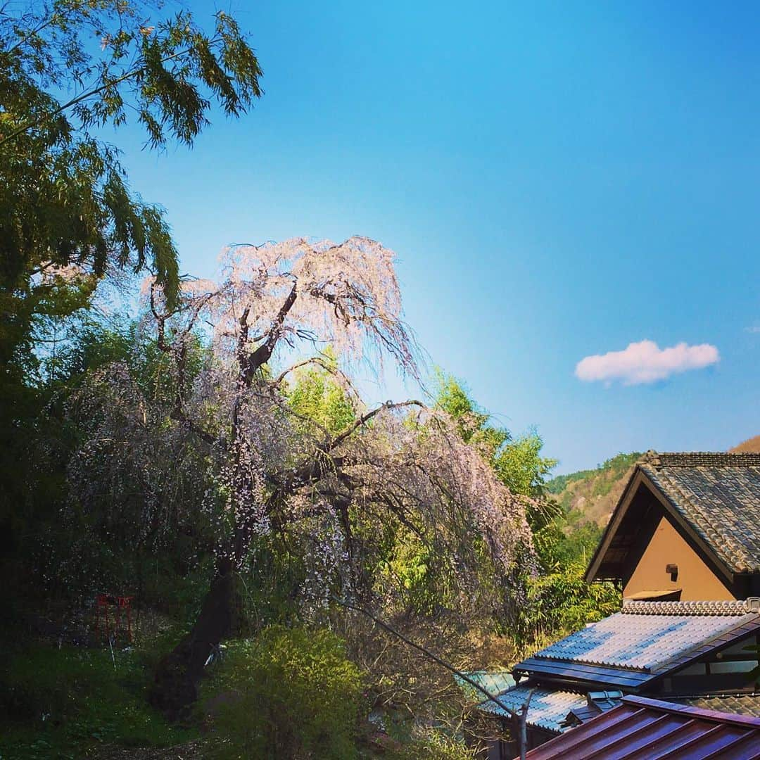 富所哲平さんのインスタグラム写真 - (富所哲平Instagram)「早く、普通の毎日が戻ってきますように。  #桜 #花見 #いろどりみどり市 #愛娘 #あおみどろ #ひなたろす  #YouTube #エアー花見  https://www.youtube.com/channel/UCE-sXMRRK7Qi7hC35P3038A」4月3日 22時14分 - tomitetsu823