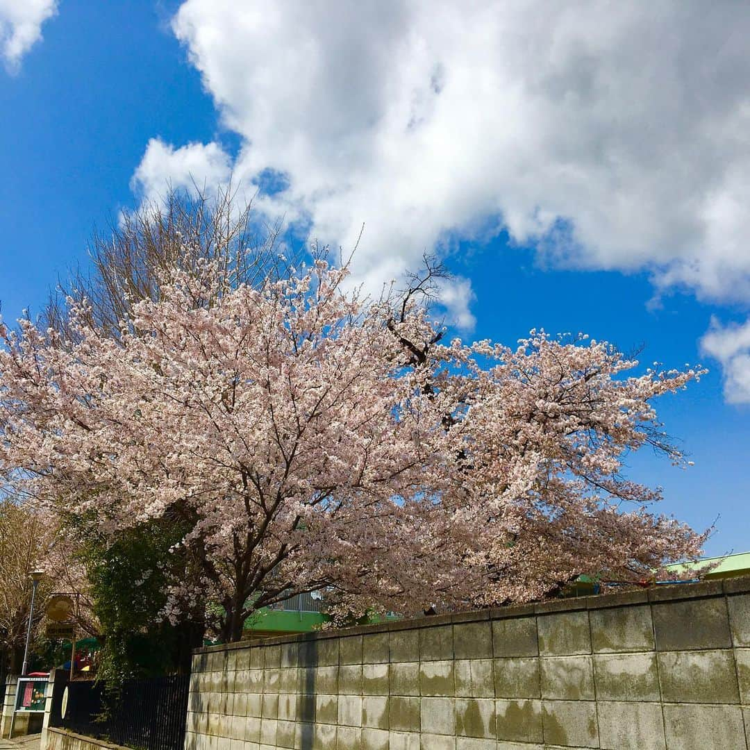 富所哲平さんのインスタグラム写真 - (富所哲平Instagram)「早く、普通の毎日が戻ってきますように。  #桜 #花見 #いろどりみどり市 #愛娘 #あおみどろ #ひなたろす  #YouTube #エアー花見  https://www.youtube.com/channel/UCE-sXMRRK7Qi7hC35P3038A」4月3日 22時14分 - tomitetsu823