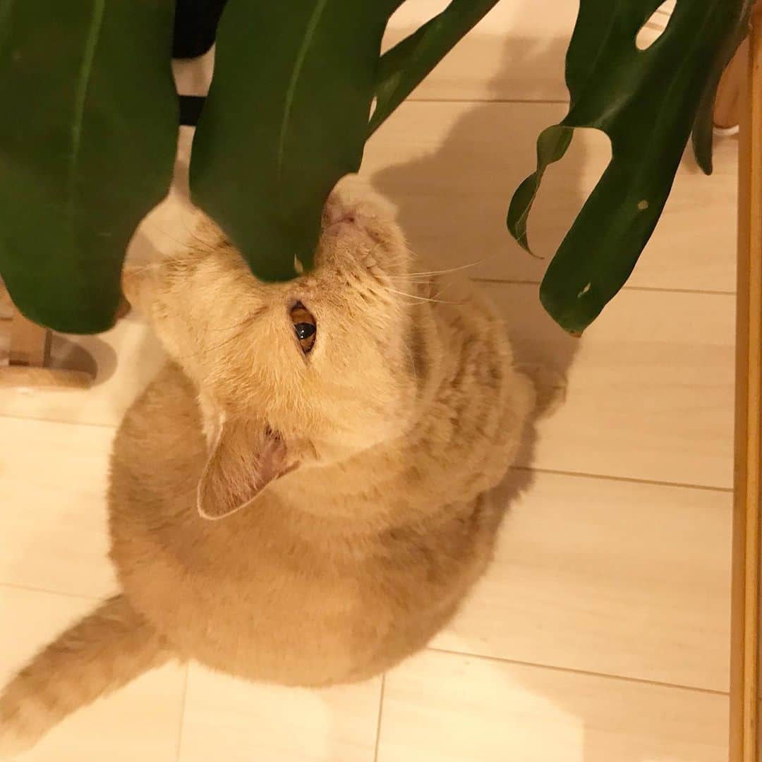 濱中鮎子のインスタグラム：「ラブリーベイベー。  わたしが座る椅子の後ろで甘えている😘  #cat #ネコ #小心者の親分 #チャイ坊 #チャイ #chai #britishshorthair #ブリティッシュショートヘア #クラッシュフェイス #ぶチャイく #愛の交歓」