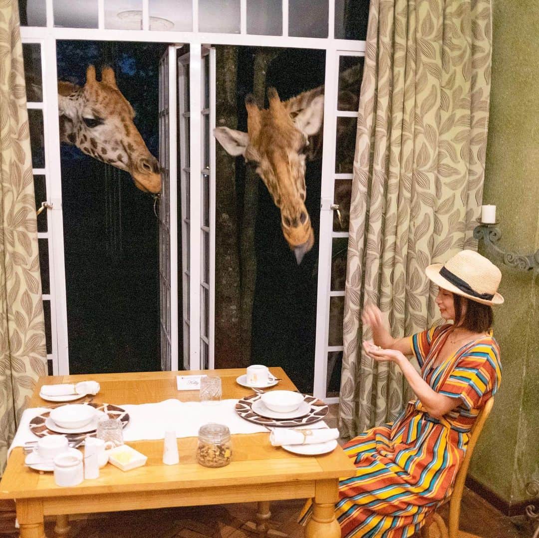 詩歩さんのインスタグラム写真 - (詩歩Instagram)「#エアー海外旅行 🇰🇪﻿ ﻿ The stay videos about world popular hotel #GiraffeManor ,Kenya have been uploaded on my Youtube! Room? I’m talking about plenty of what we learned from staying. Please look at the URL on my bio☺ Looking forward to your comments.🙌﻿ ﻿ 🦒🇰🇪﻿ ﻿ キリンがいる人気ホテル #ジラフマナー 滞在動画をYoutubeにUPしました🦒﻿ ﻿ Instagramではまだ出していなかった動画を含め、﻿ どんな感じでキリンが部屋にやってくるのか、食事は？部屋は？﻿ など、滞在したからこそ分かったことをたっぷりご紹介してます🌱﻿ ﻿ ぜひYoutubeから「詩歩の絶景チャンネル」で検索﻿ or﻿ プロフィール欄のURLから見てね🎬﻿ ﻿ https://youtu.be/ghCMeB5ZyfM﻿ ﻿ ﻿ 感想コメントもお待ちしています🙌﻿ ﻿ ﻿ 📷Aug 2019 #shiho_kenya﻿ 📍ジラフマナー／ケニア﻿ 📍Giraffe Manor／Kenya﻿ ﻿ ﻿ ©Shiho/詩歩﻿ ﻿」4月3日 23時15分 - shiho_zekkei