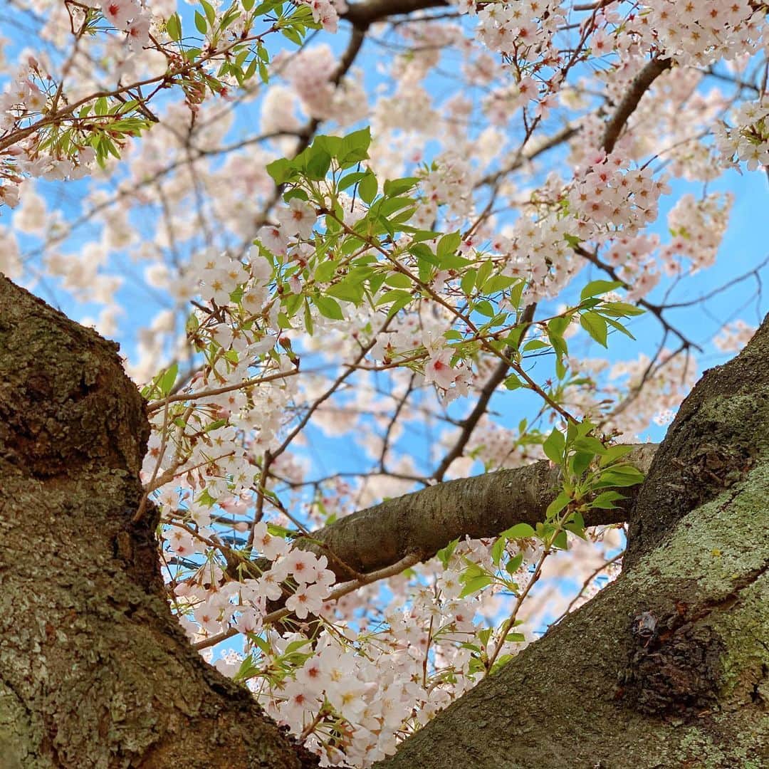 上杉あずさのインスタグラム：「. 週末は #外出自粛 🏠 #stayhome  みんなで協力してこの事態を早く収束させましょう🥺💪🏼 家のすぐ側の #桜 が #victory #🌸 キレイだった！今年はみんなで #お花見 出来ないけど、ちょっと愛でるだけでも充分ほっこり☺️ #コロナに負けるな #打ち勝て 桜のビクトリーからそんな祈りを感じます✨ほんとの意味での球春到来、ずっと待ってます♡♡ あしたも #おうちトレーニング がんばろ❤️ #おうち時間 楽しもう❤️ #sakura #cherryblossom #flower #pink #tree #fukuoka #nature #home #time #spring #haru」