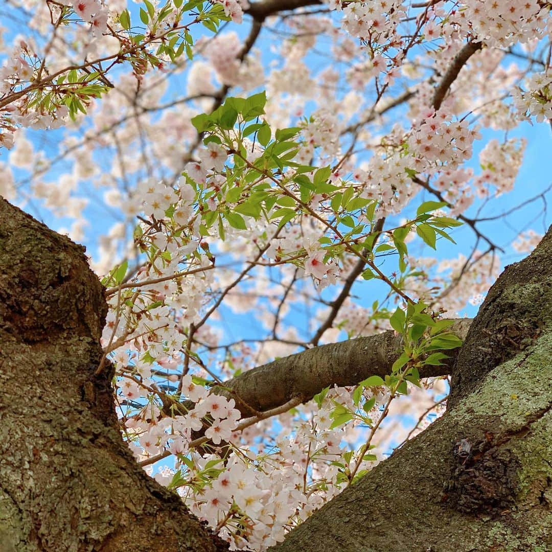 上杉あずさのインスタグラム