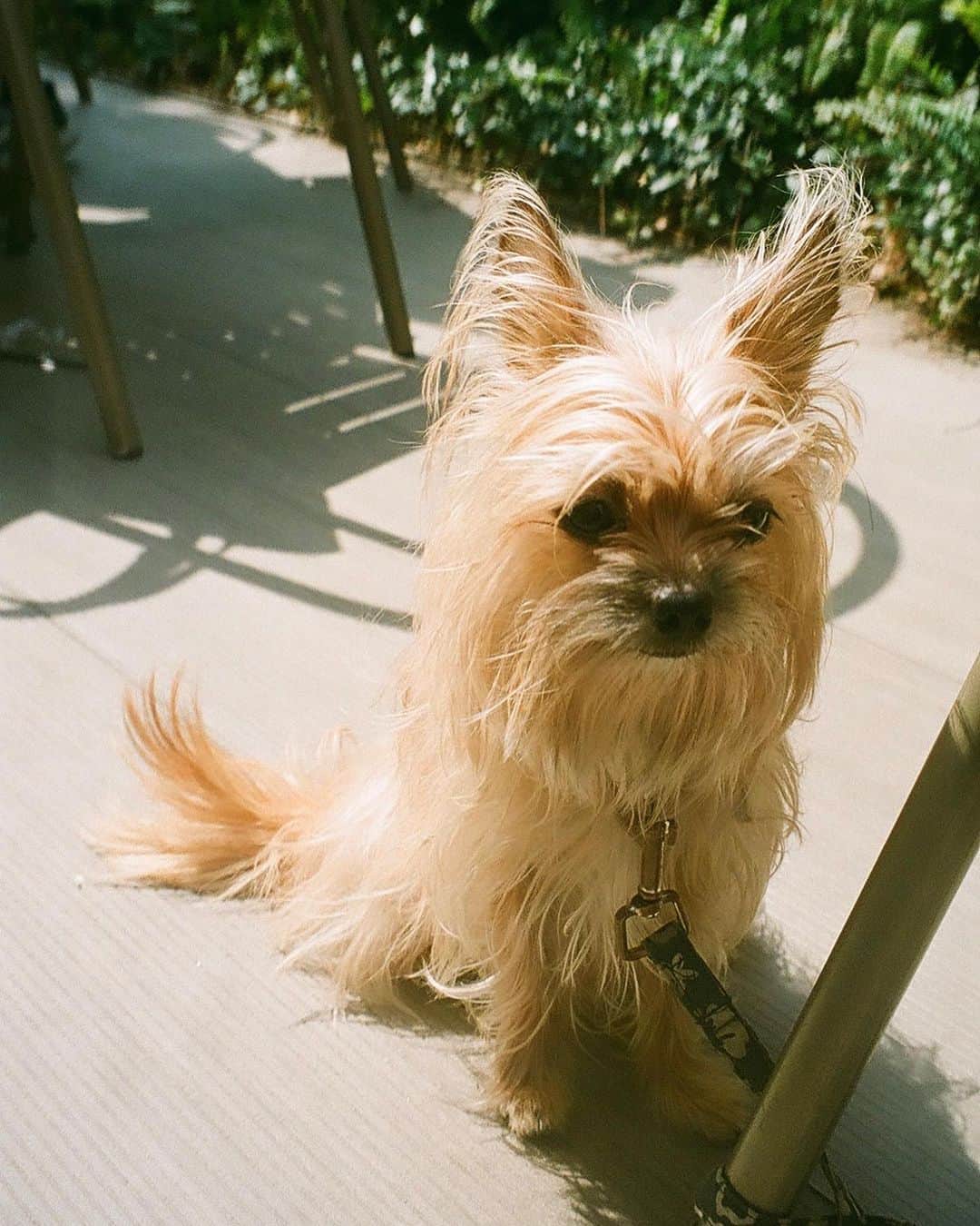 のインスタグラム：「Got my 3rd roll back 🎞 A transition into the “stay home” views... #lomography400 #onfilm #Tokyo #chorkie」