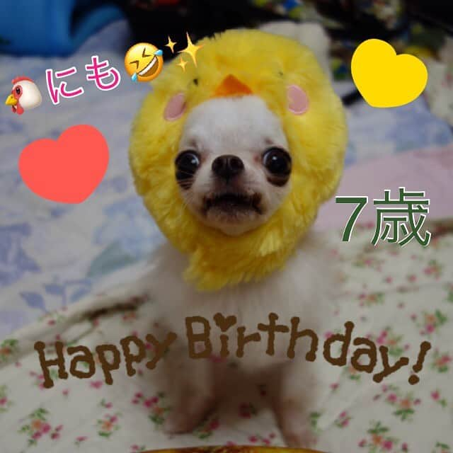 あゆさんのインスタグラム写真 - (あゆInstagram)「4/3ピノン7歳🎂 なりました😊✨ @blumen.chihuahua さん HP見て一目惚れ😍💘✨ 7歳になった今もタレ目な優しいお顔☺️に、似合わず、 フードファイター😝 特技は後退前進🤣😂 キララ姉ちゃんが大好きで お顔をペロペロ😋したり、 ちょっぴり人見知りだから、 出かけるとママ〜😅✨て、 なるところも可愛い😍💕💕 あげたらキリのないくらい、 可愛いピノン❤️❤️ 7歳の年も姉弟達と元気に 毎日楽しく過ごしていこうね😊❤️✨ピノンを託して頂き @blumen.chihuahua さん ありがとうございます🙇‍♀️👍😊✨ 2020 4 3 スワイプして見てね👉👍😊✨ #ハッピーバースデー#🎂 #7歳 ※ ※ #チワワ#ロングチワワ#チワワのいる暮らし#チワワ多頭飼い#チワワなしでは生きていけません会#いんすたちわわ#ロングチワワ #チワワ大好き#チワワオンリー #longchihuahuhua#Instagramchihuahua」4月3日 23時21分 - ayu_19990328