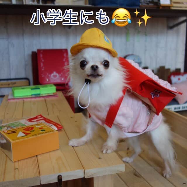 あゆさんのインスタグラム写真 - (あゆInstagram)「4/3ピノン7歳🎂 なりました😊✨ @blumen.chihuahua さん HP見て一目惚れ😍💘✨ 7歳になった今もタレ目な優しいお顔☺️に、似合わず、 フードファイター😝 特技は後退前進🤣😂 キララ姉ちゃんが大好きで お顔をペロペロ😋したり、 ちょっぴり人見知りだから、 出かけるとママ〜😅✨て、 なるところも可愛い😍💕💕 あげたらキリのないくらい、 可愛いピノン❤️❤️ 7歳の年も姉弟達と元気に 毎日楽しく過ごしていこうね😊❤️✨ピノンを託して頂き @blumen.chihuahua さん ありがとうございます🙇‍♀️👍😊✨ 2020 4 3 スワイプして見てね👉👍😊✨ #ハッピーバースデー#🎂 #7歳 ※ ※ #チワワ#ロングチワワ#チワワのいる暮らし#チワワ多頭飼い#チワワなしでは生きていけません会#いんすたちわわ#ロングチワワ #チワワ大好き#チワワオンリー #longchihuahuhua#Instagramchihuahua」4月3日 23時21分 - ayu_19990328