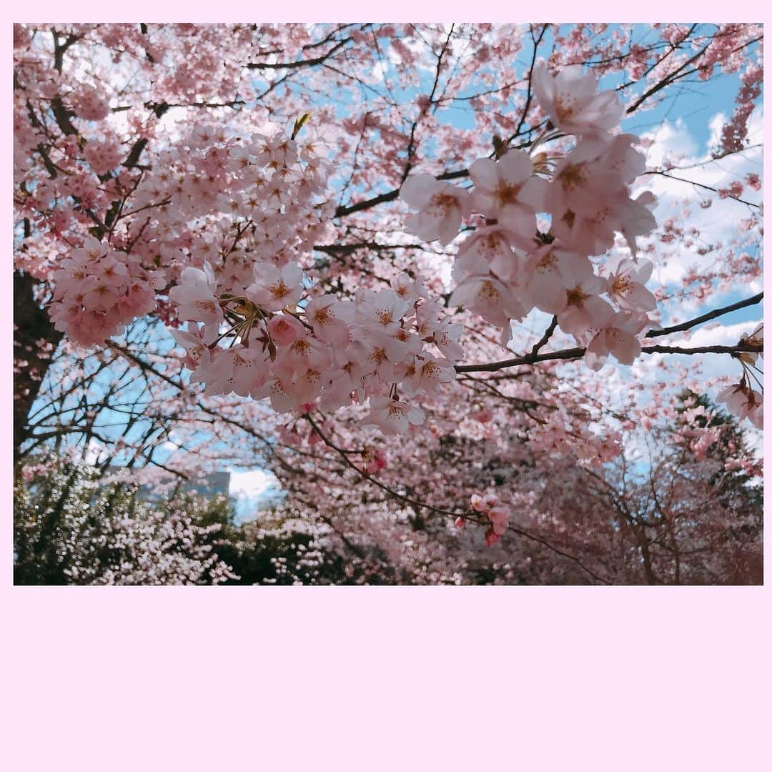 大石参月さんのインスタグラム写真 - (大石参月Instagram)「去年の今頃にお仕事で仙台へ行った時に見た桜🌸 たくさんの人が桜を眺めて、写真を撮って、ご飯を食べたりおしゃべりしたり(*´∀｀*) そんなほっこりした春が来年は戻ってきます様に✨ #去年の桜 #大石参月」4月3日 23時26分 - ohishi_mitsuki