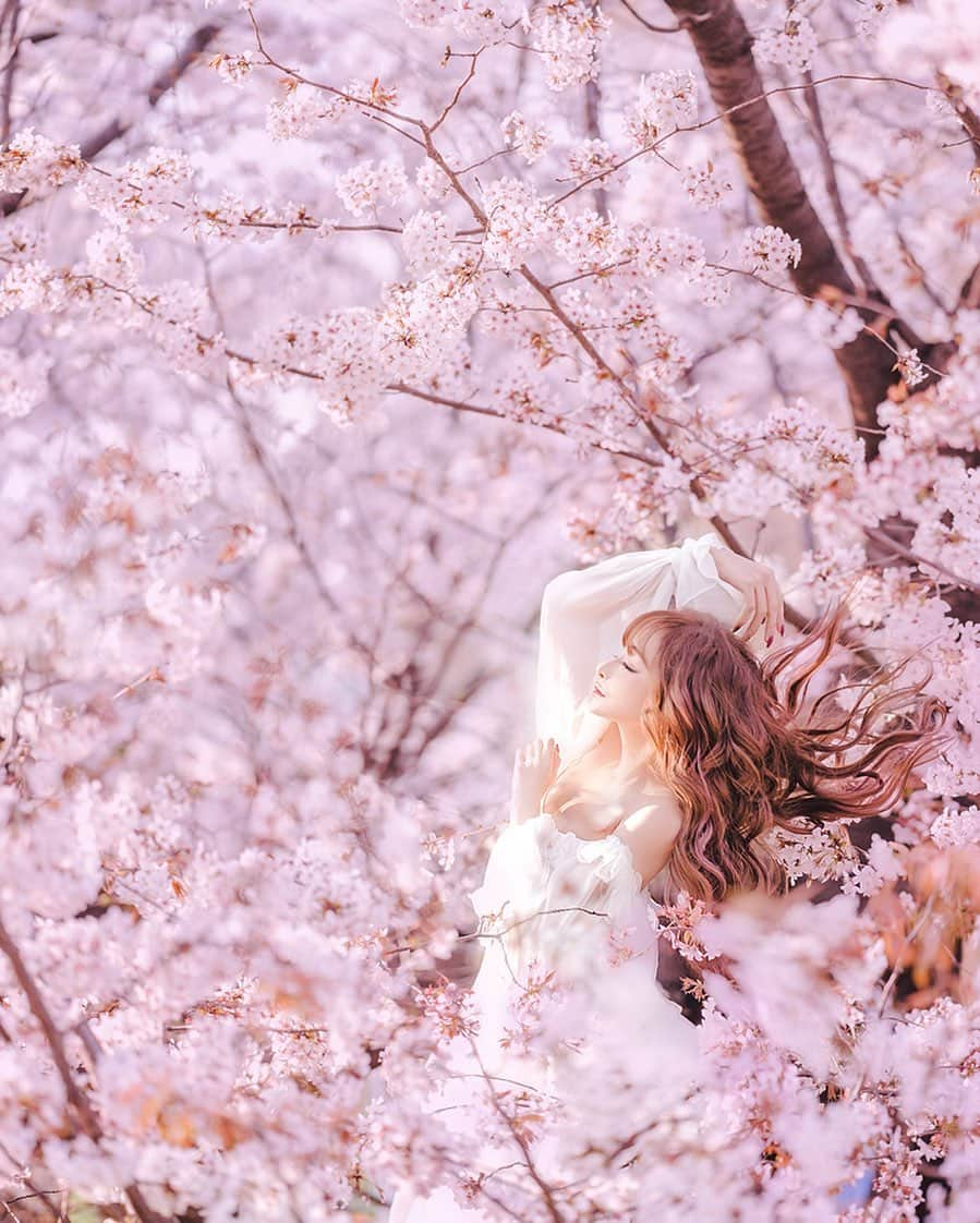 真優川咲さんのインスタグラム写真 - (真優川咲Instagram)「#🌸#👗#🎀 💫✨ ILove #Cherryblossom..🌸 ❀ NEW" #hair が好評で お気に入りッ💗 100本弱 の#エクステ に #桜色 の#メッシュ が密かにはいってるの..😻🤫🌸 #恋愛運up ～💗💗 さすが @ankhcross_omotesando  担当:アンディくん 👏🏻 今回も#天才 です💫✨ ❀ #桜 にピッタリな #純白#ワンピース👼🏻 は りなちゃん @rina__sakurai のブランドのもの 🎀✨ 本当に #可愛すぎて ..#一目惚れ #ワンピ 🥰👗 (全身の写真もあるのでまた載せますね😘) #大好き がいっぱいって 幸せ ꒰⌯͒•·̫•⌯͒꒱🌸 ❀ ❀ 【 💇🏼‍♀️#hairmake by @kei0926 ✂️ 】 【👗 #onepiece by @riina_couture 🎀】 【📸#photography by @memeichigo 🍓】 #happy #thanks #beautiful #Love #april～ #咲to桜🌸」4月3日 23時59分 - saki_411