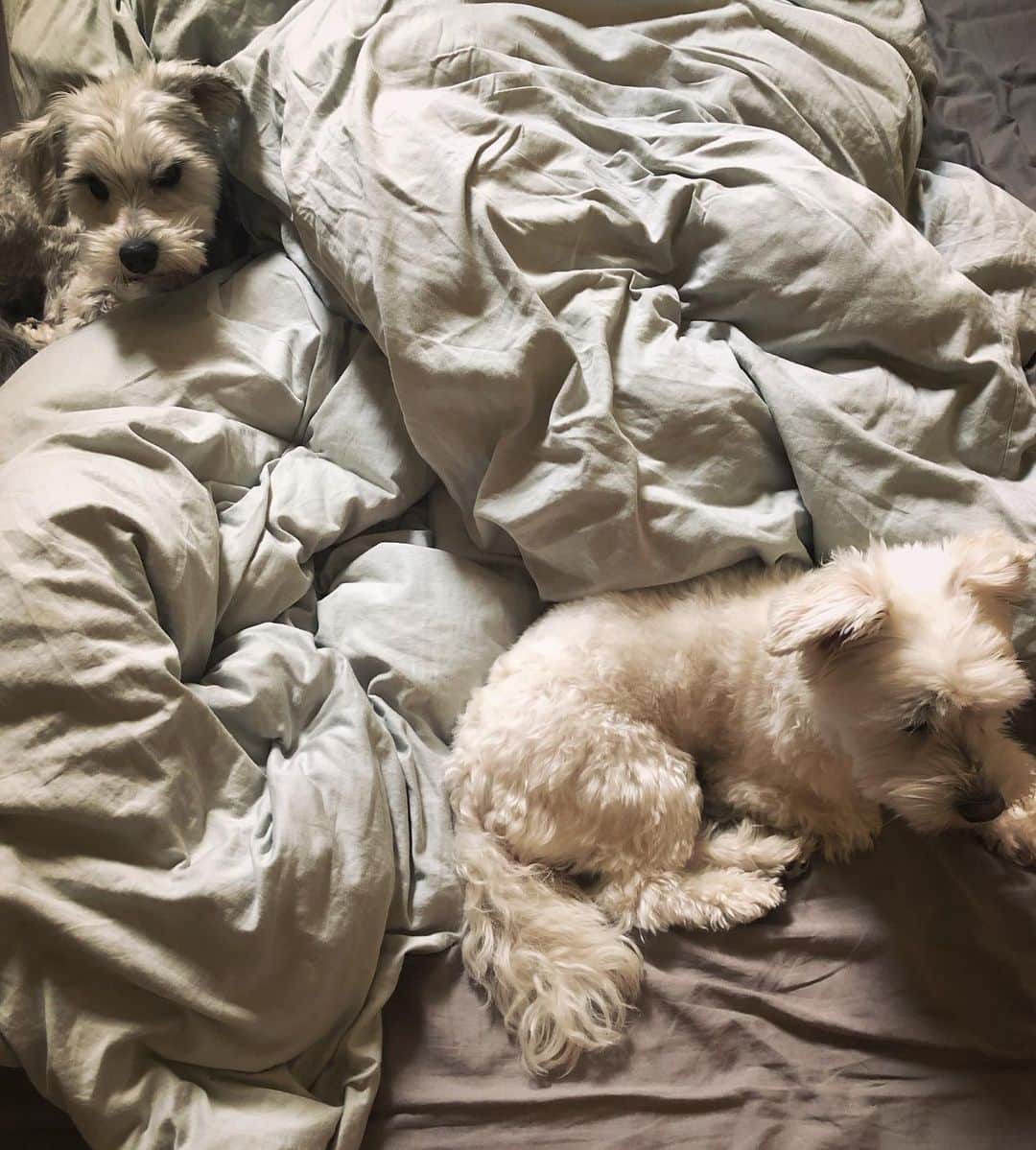 冨田麻耶のインスタグラム：「いつもは実家にいる犬たちをほんのちょっとだけ預かっています🐶🐶 まるで家にいるかのようにくつろいでます😴ベッドに同化してる感じが好き」