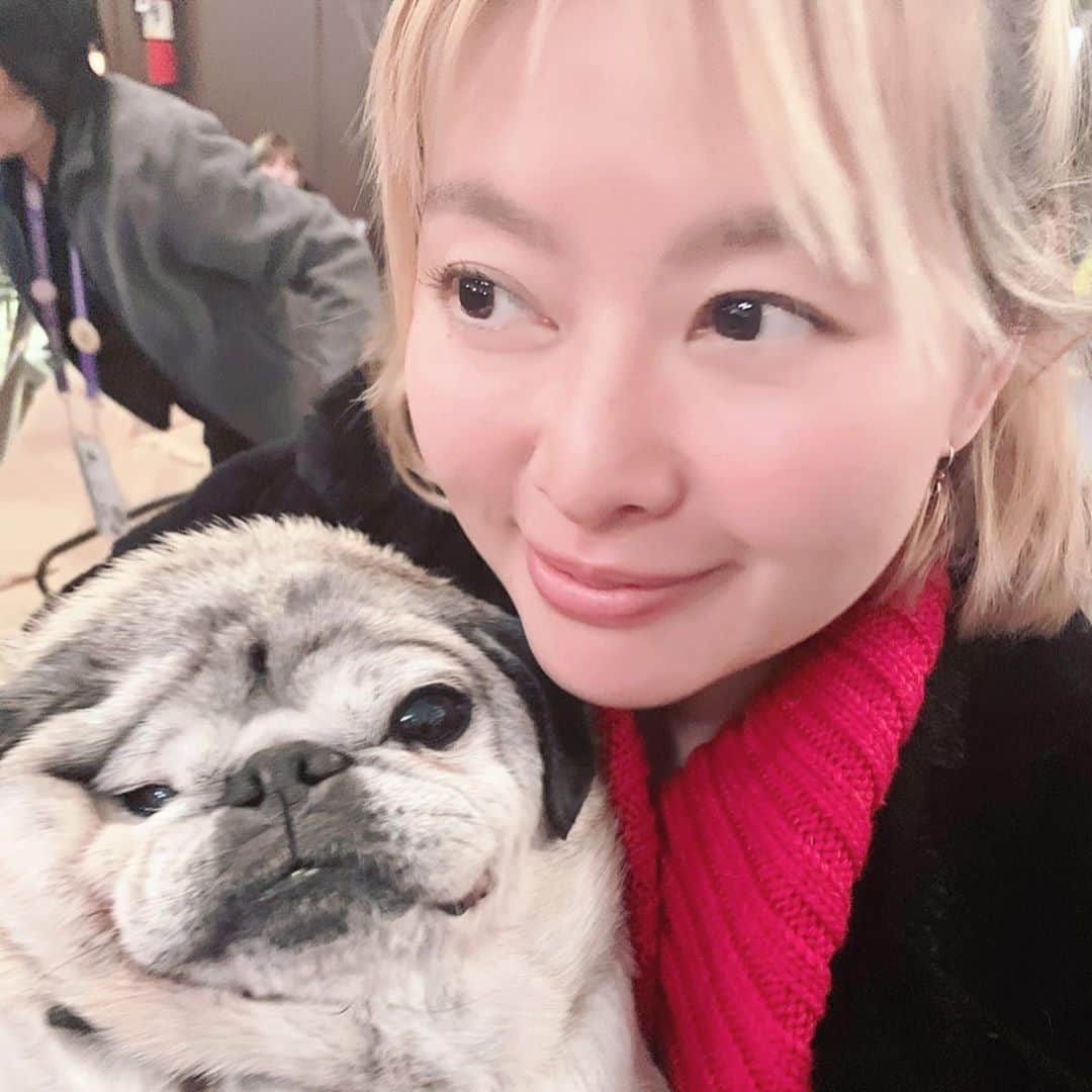 吉野紗香さんのインスタグラム写真 - (吉野紗香Instagram)「We love studying film🤓💕#sundance2020 #sundancefilmfestival #pug #muffin #love #study film」4月4日 0時36分 - sayakayoshino_official