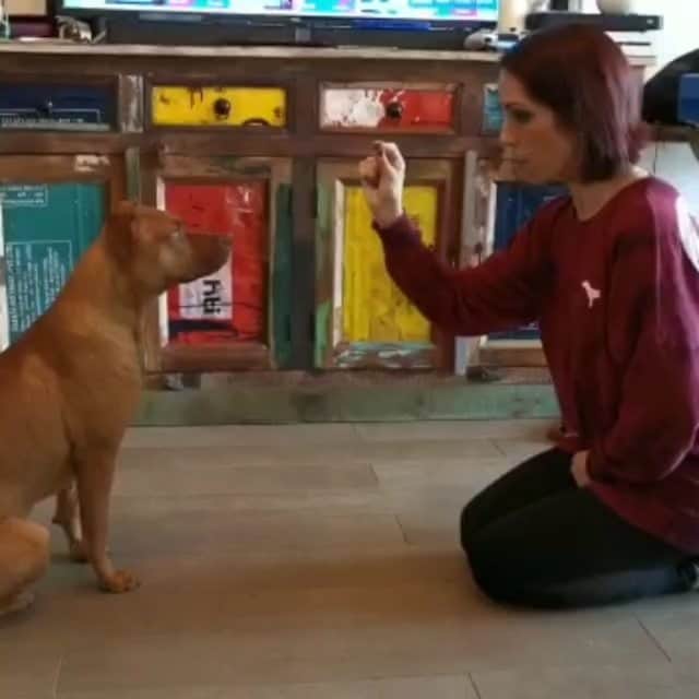 ニコーレ・デラ・モニカのインスタグラム：「My favourite way to spend my free time 😆🤩🐾 #olimpia #olimpiathestaffy #doglover #dogmom #improvement #skills #love #pet #puppylove」