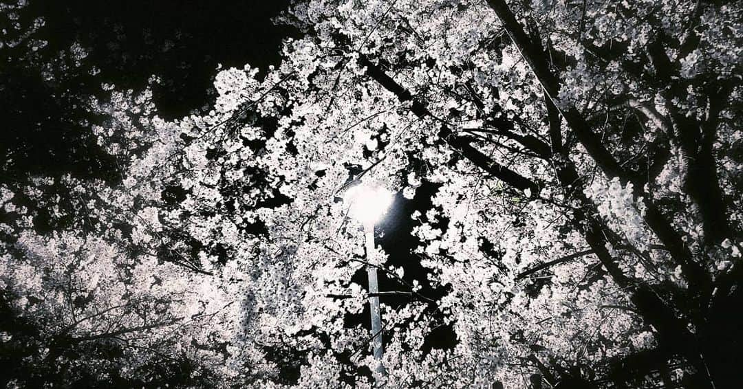 風麻さんのインスタグラム写真 - (風麻Instagram)「帰り道の桜。 ほぼ白黒。  緩いラジオ更新しましたー。  #13 お便り1通目を読む｜ #ふまラジ〜25時にちゅーるをよこせ下さい〜 #ひとり語り #Radiotalk https://radiotalk.jp/talk/252970」4月4日 0時46分 - fumadora002