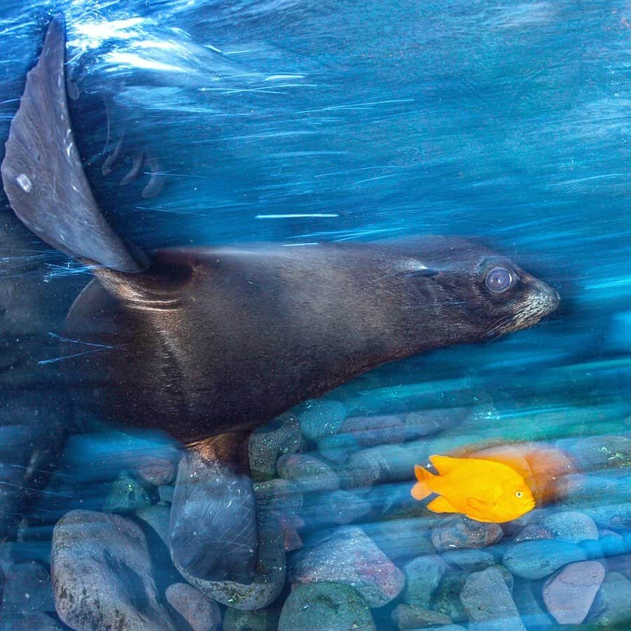 Thomas Peschakさんのインスタグラム写真 - (Thomas PeschakInstagram)「A California sea lion and a Garibaldi damselfish race across a subtidal boulder field. I love shooting underwater after the sun has set but when there is still some natural ambient light left. Slow shutter speeds and rear synch flash techniques allow to capture a sense of motion, movement and mystery. Do you prefer the tight cropped or wider un-cropped version of this picture?」4月4日 1時14分 - thomaspeschak