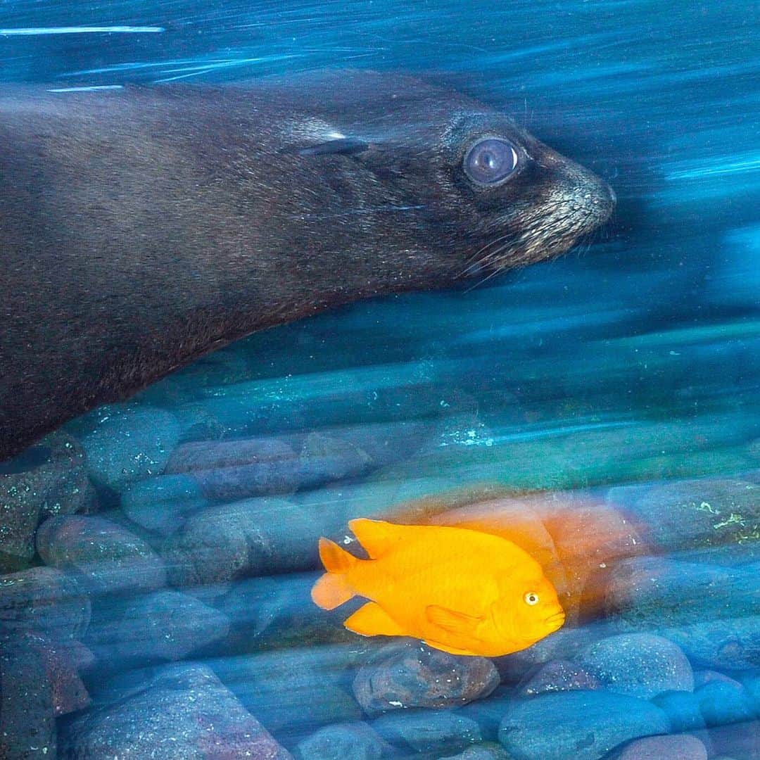 Thomas Peschakのインスタグラム：「A California sea lion and a Garibaldi damselfish race across a subtidal boulder field. I love shooting underwater after the sun has set but when there is still some natural ambient light left. Slow shutter speeds and rear synch flash techniques allow to capture a sense of motion, movement and mystery. Do you prefer the tight cropped or wider un-cropped version of this picture?」